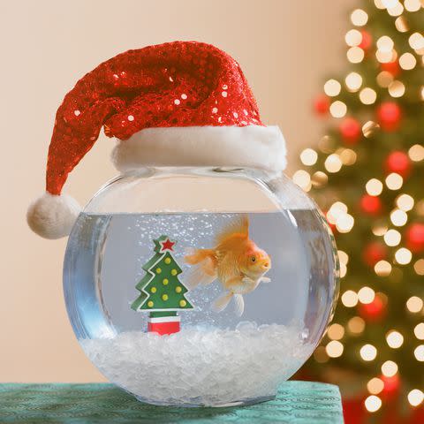 <p>Getty</p> Christmas gold fish bowl.