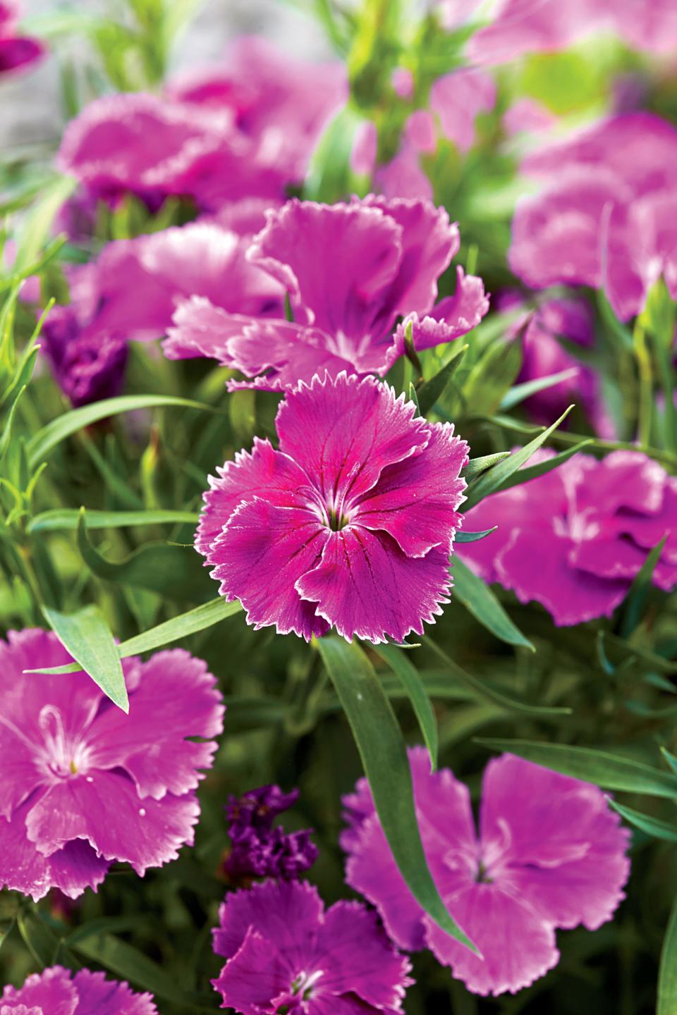 Dianthus