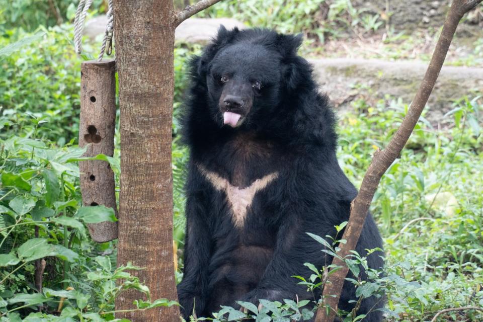 台北市立動物園高齡熊瑞「小熊」離世。台北市立動物園提供