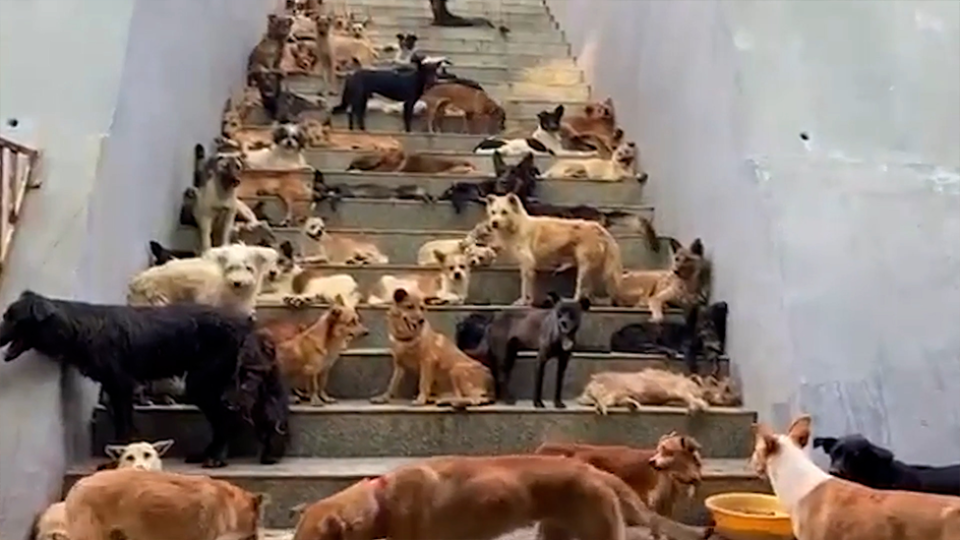 Tens of rescued dogs stand on a staircase. 