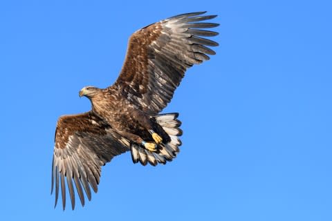 Spot white-tailed eagles - Credit: GETTY