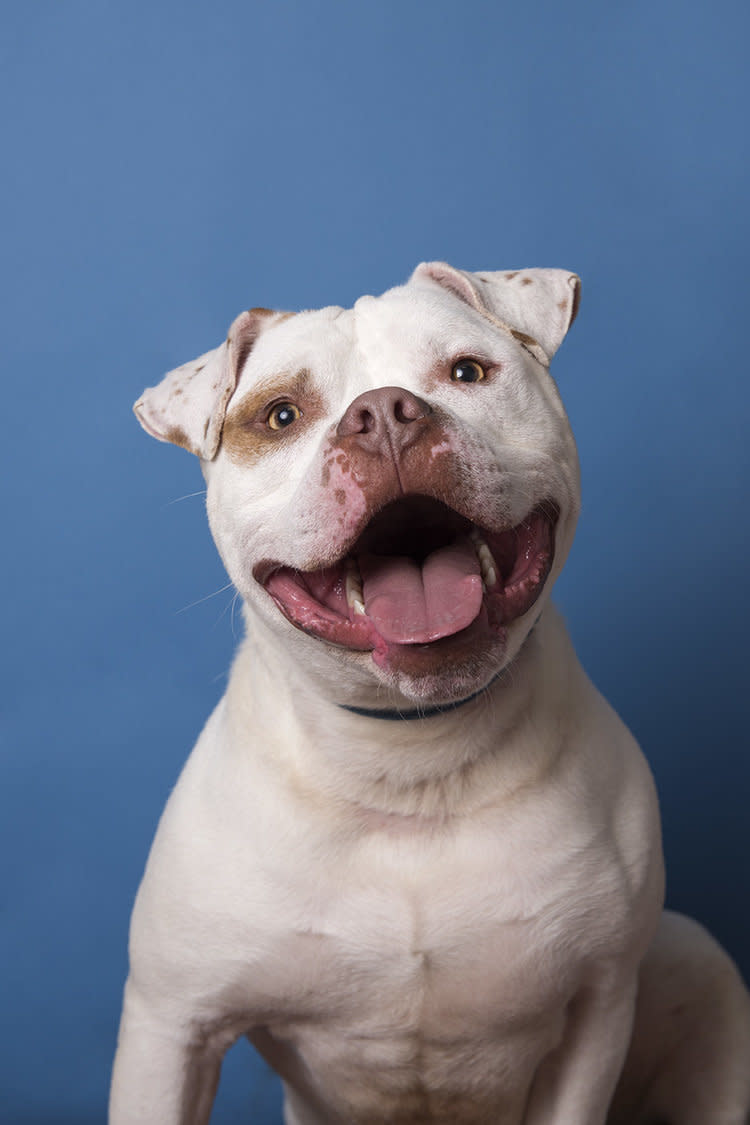 Dudley is a 1.5-year-old American bulldog mix who has the heart and energy of a puppy. He approaches every moment of life with joy and enthusiasm. He is beyond affectionate and will nudge up against his handler just for extra love and snuggles.    Dudley needs some training and some guidance (come on, what 1-year old doesn’t?), but has an amazing personality, is completely lovable, and would be your best friend for life.    In the time he has been at the shelter he has already made huge steps in his training. Dudley is quite the smartypants and is a fast learner!  He loves training just as much as he loves playing.    Due to Dudley’s high energy he needs to be in a home with no children, but is social and playful with other dogs!  Dudley is pure love and would be your best bud for life!   If you would like to know more, please contact the Town of Hempstead Animal Shelter at (516) 785-5220 or <a href="http://www.toh.li/animal-shelter" target="_blank">check out their website</a>. They are located at 3320 Beltagh Avenue, Wantagh, NY 11793.  