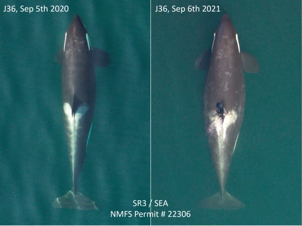 An adult female southern resident killer whale named J36 is one of three orcas that is pregnant, according to Washington scientists Holly Fearnbach and John Durban, who used drone aerial photography to capture changes in the orcas' shape over time.   (Holly Fearnbach (SeaLife Response, Rehabilitation and Research) and John Durban (Southall Environmental Associates) - image credit)