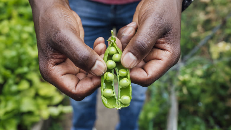 Man holding a split pea