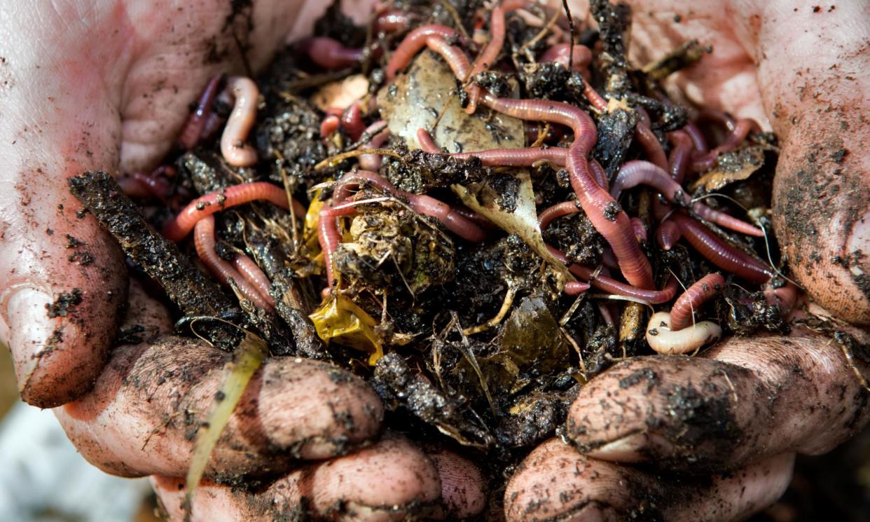 <span>The UK’s first national assessment found that earthworm populations had declined by a third over the past 25 years.</span><span>Photograph: Rachel Husband/Alamy</span>