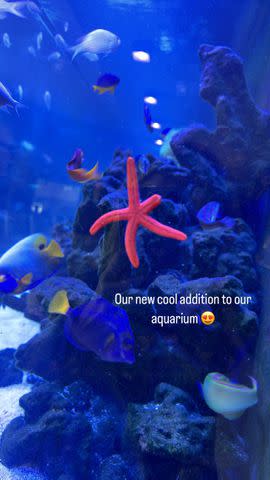 <p>Brittany Mahomes/Instagram</p> Brittany Mahomes' aquarium