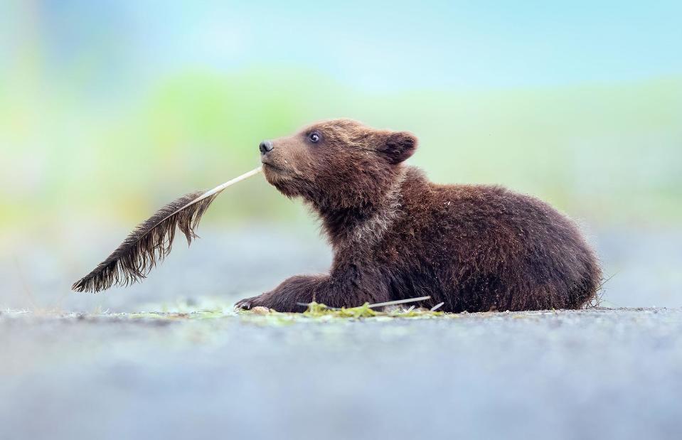 <p>Torie Hilley/Comedy Wildlife Photography Awards 2022</p>