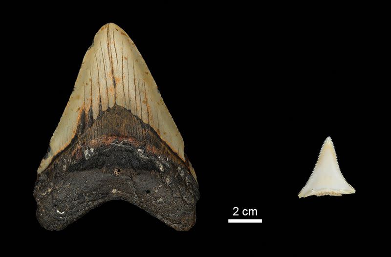 Tooth size comparison between the extinct shark megalodon and a modern great white shark