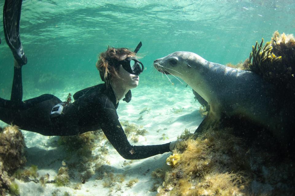 A woman snorkeling looks face to face with a sea lion underwater.