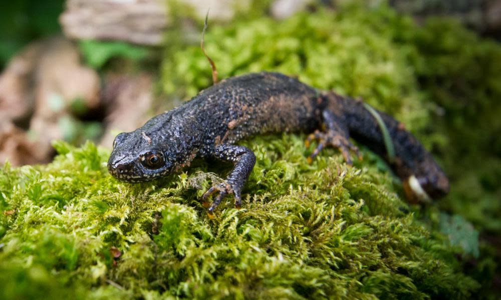 <span>Photograph: Joel Walley/Alamy</span>