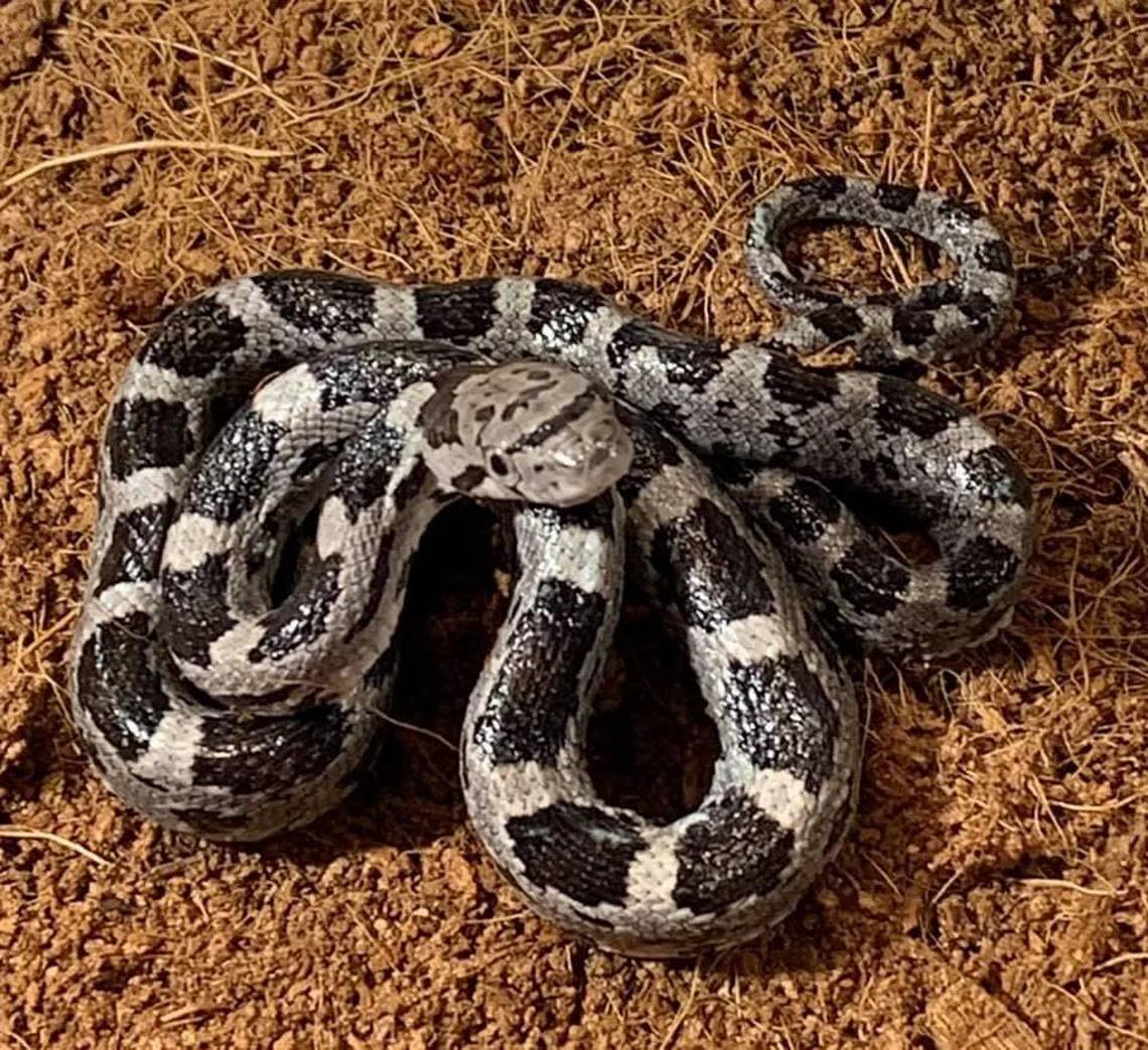 Juvenile Black Rat snake.