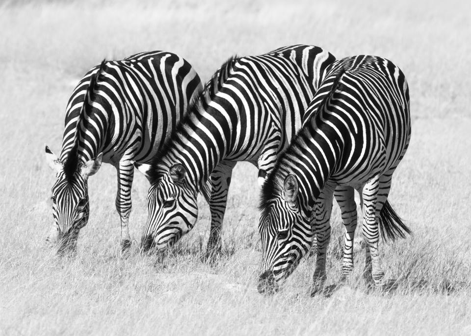 Zebras in Africa, in monochrome