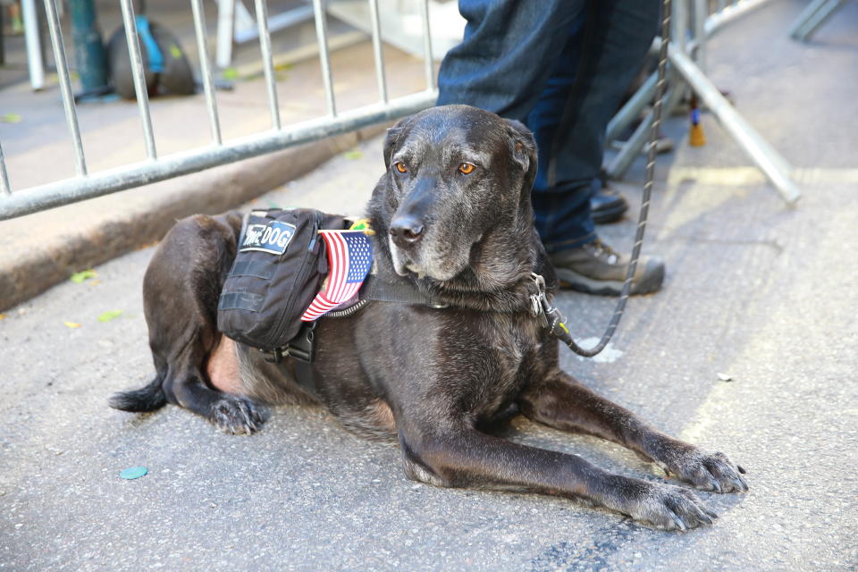 <p>A service named “Valor” rests during the Veterans Day parade on Fifth Avenue in New York on Nov. 11, 2017. (Gordon Donovan) </p>