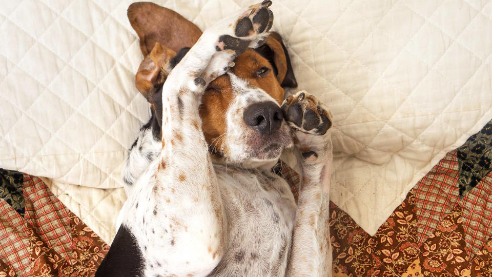 Treeing Walker Coonhound dog