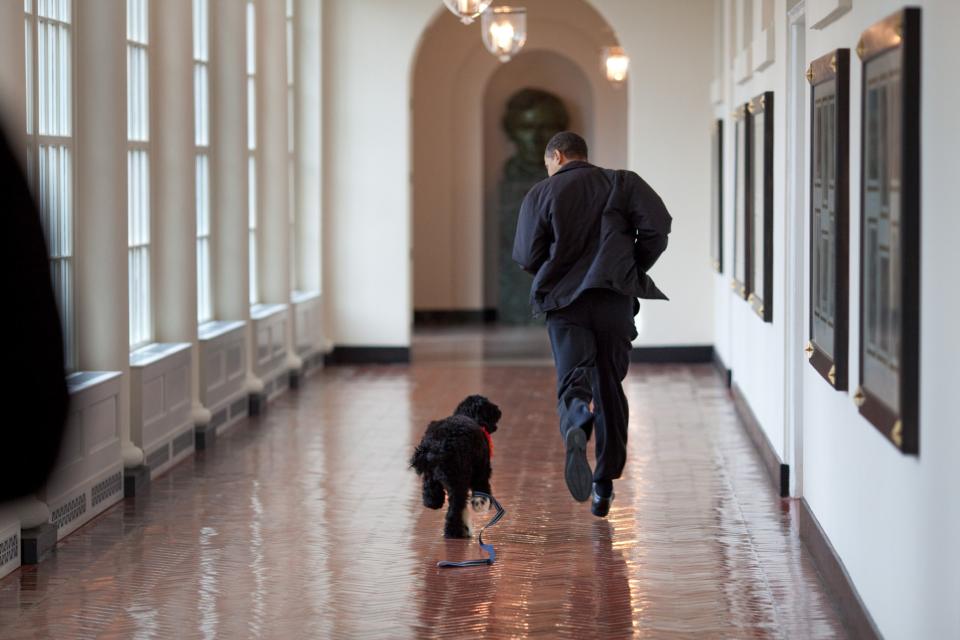 <p>13. April 2009: Obama spaziert mit dem neuen Familienhund Bo, einem sechs Monate alten portugiesischen Wasserhund, durch die Korridore des Weißen Hauses in Washington, DC. Bo ist ein Geschenk von Senator Ted Kennedy und seiner Frau Victoria an Obamas Töchter Sasha und Malia. </p>