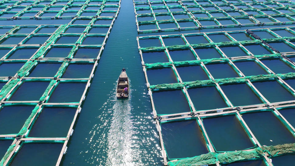 <p>A fishing boat sails in an aquaculture farm at Zhifu island sea area of Yantai, east China’s Shandong Province on August 22, 2016. So far this year, the city’s fishery output value and aquatic products output have reached 10.64 billion yuan (about 1.604 billion U.S. dollars) and 663,000 tons respectively. (Chu Yang/Xinhua via ZUMA Wire) </p>