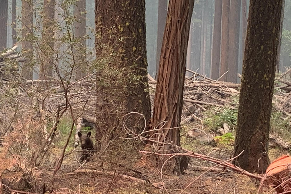 An orphaned bear cub is seen alone by a tree in an area impacted by the Dixie Fire in Plumas County, Calif., Sunday, Aug. 15, 2021. Thousands of Northern California homes remain threatened by the nation's largest wildfire and officials warn the danger of new blazes erupting across the West is high because of unstable weather. (AP Photo/Eugene Garcia)