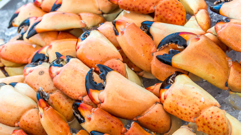 Stone crab claws laid on ice
