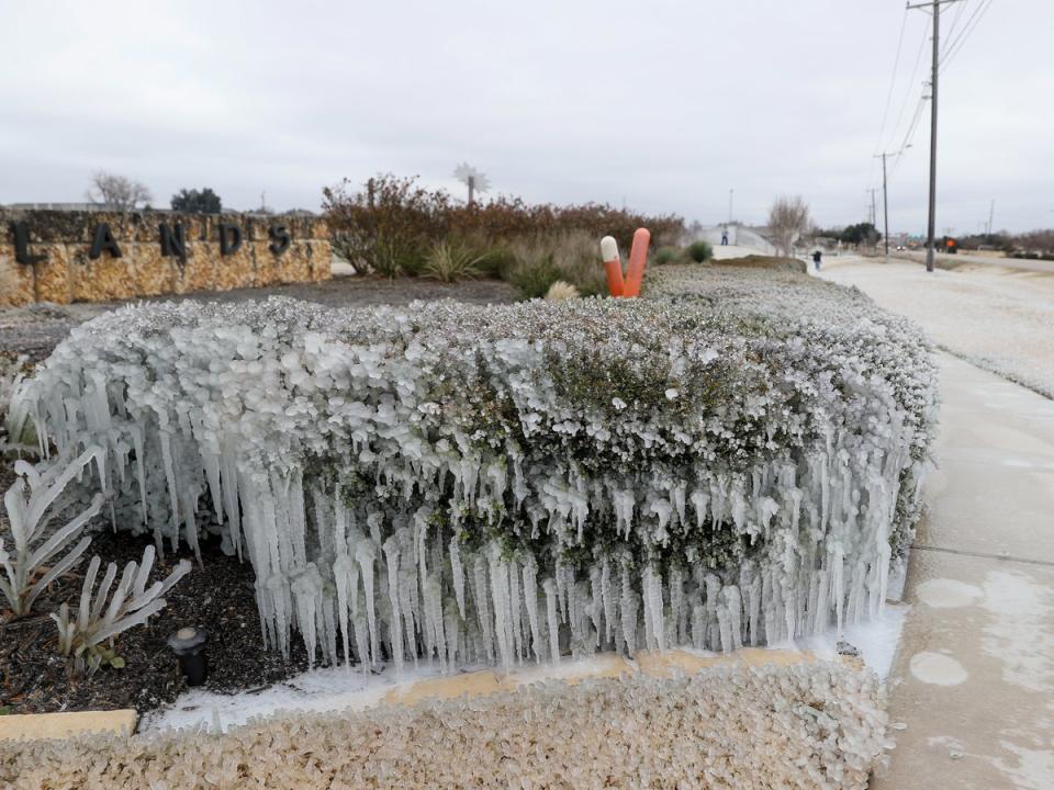 A bush frozen solid in Austin, Texas (Adam Davis/EPA)