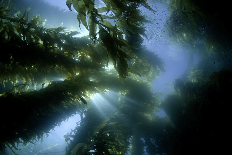 Kelp takes up carbon dioxide during photosynthesis. <a href="https://www.gettyimages.com/detail/news-photo/sunlight-streaming-through-a-forest-of-giant-kelp-news-photo/635826440" rel="nofollow noopener" target="_blank" data-ylk="slk:David Fleetham/VW PICS/Universal Images Group via Getty Images;elm:context_link;itc:0;sec:content-canvas" class="link ">David Fleetham/VW PICS/Universal Images Group via Getty Images</a>
