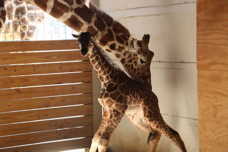 April helps her newly born unamed baby giraffe stand at the Animal Adventure Park, in Harpursville, New York, U.S. April 15, 2017. Animal Adventure Park/Handout via REUTERS