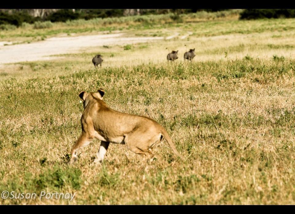 The three hedgehogs in this photo were blindly strolling toward this lioness who was laying patiently in the grass, when something alerted them to her presence. In a flash they high-tailed it (literally), in the other direction. The poor female was left in the dust.   © Susan Portnoy