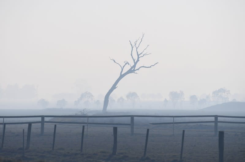 A dead tree is seen in a field shrouded by bushfire smoke near Glen Innes