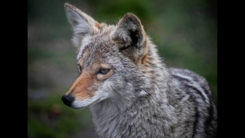 Humans can unknowingly habituate coyotes and other predators to their presence, leading to more frequent conflicts, wildlife experts say.