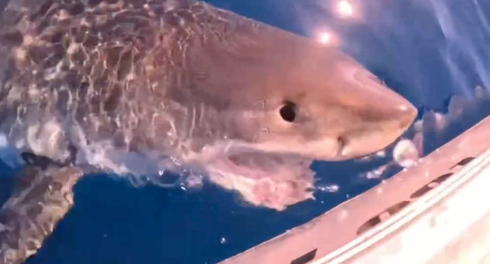 A TikTok video shows a great white shark nudging a boat off Mooloolaba in Queensland.