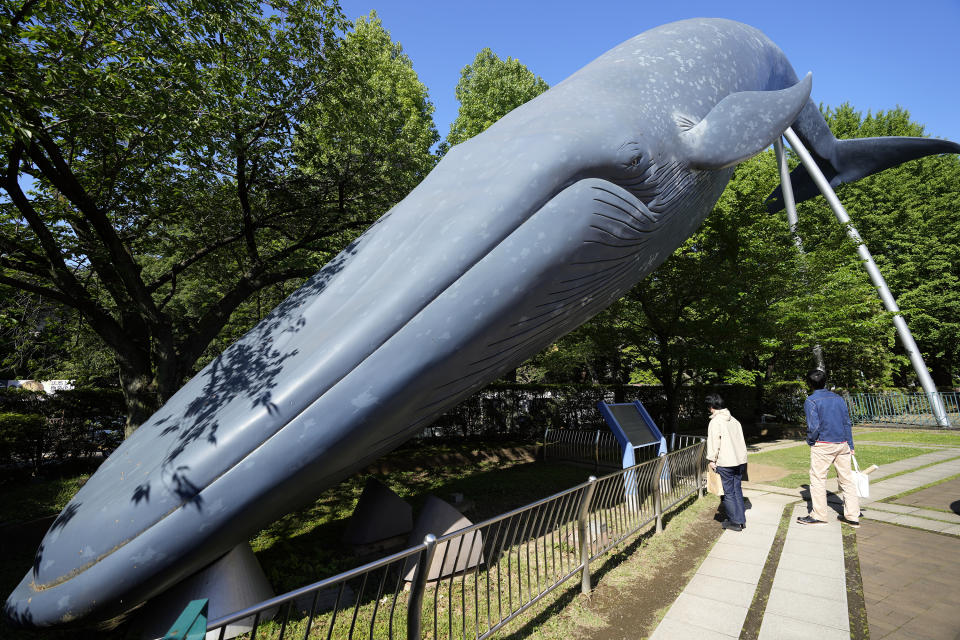 People walk nearby a life size model of a whale displayed at the National Science Museum, Thursday, May 9, 2024, in Tokyo. Japan's Fisheries Agency on Thursday said it has proposed a plan to allow catching fin whales in addition to three smaller whale species currently permitted under the country's commercial whaling around its coasts. (AP Photo/Eugene Hoshiko)