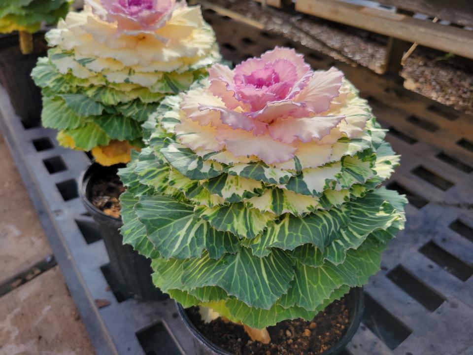 Ornamental cabbage basks in the greenhouse at Little Red Nursery, 4006 34th St., as seen on Monday, Jan. 9, 2023.