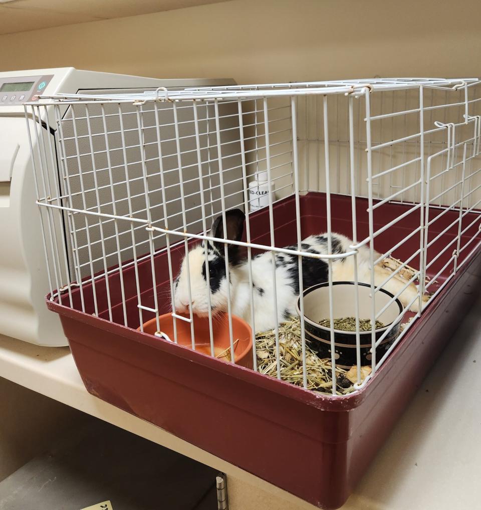 One of the rabbits rescued over the weekend in Toms River is now at the Toms River Animal Shelter.