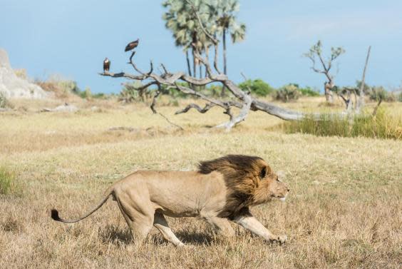 Spot lions in Moremi Game Reserve (Xigera)