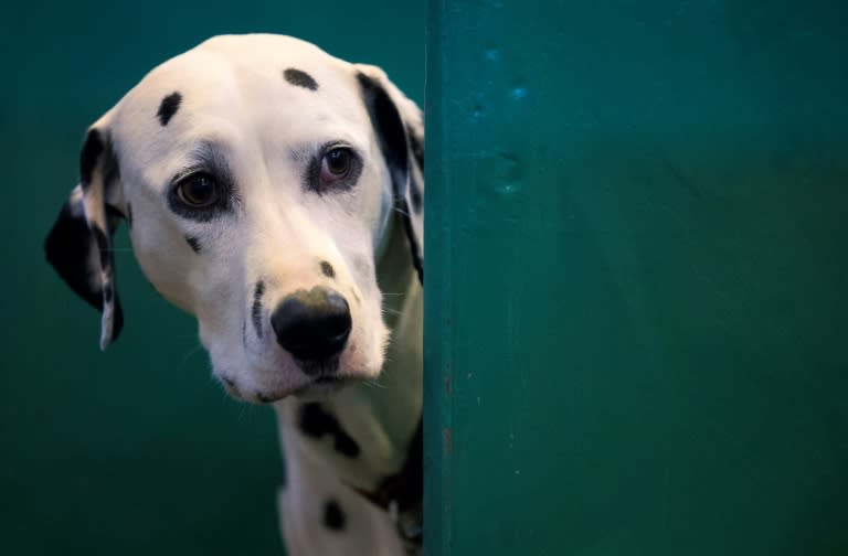 Dalmatians, with their distinctive brown or black spots and elegant bodies, won global fame thanks to Walt Disney's 1961 cartoon "101 Dalmatians"