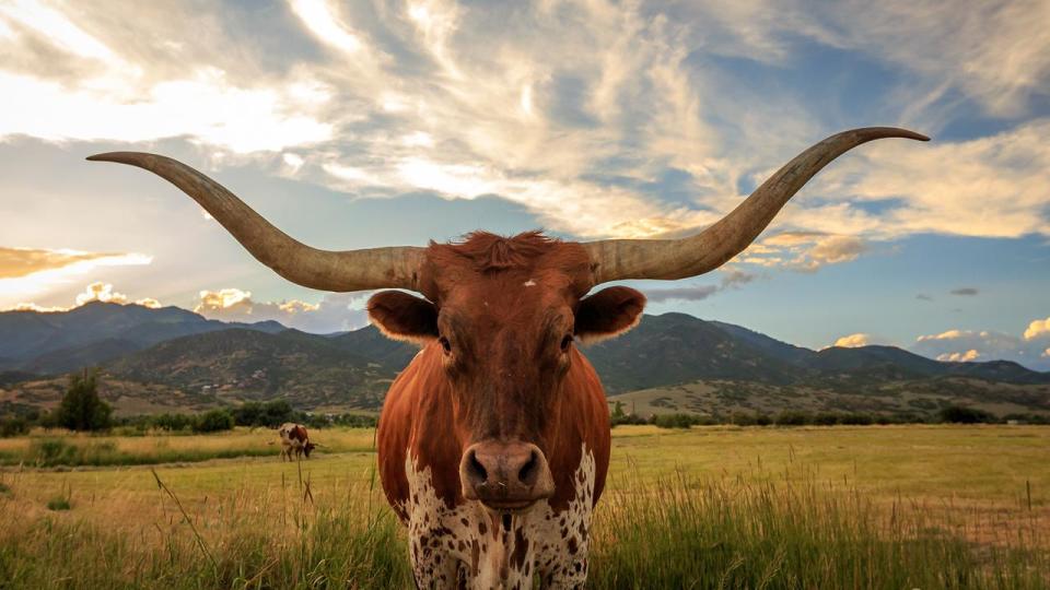 Texas Lonhorn Bull