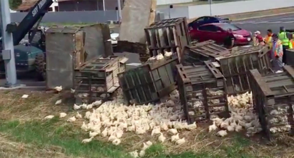 The trooper said there were more than 5000 chickens on board. Source: @wspd5pio/ Twitter