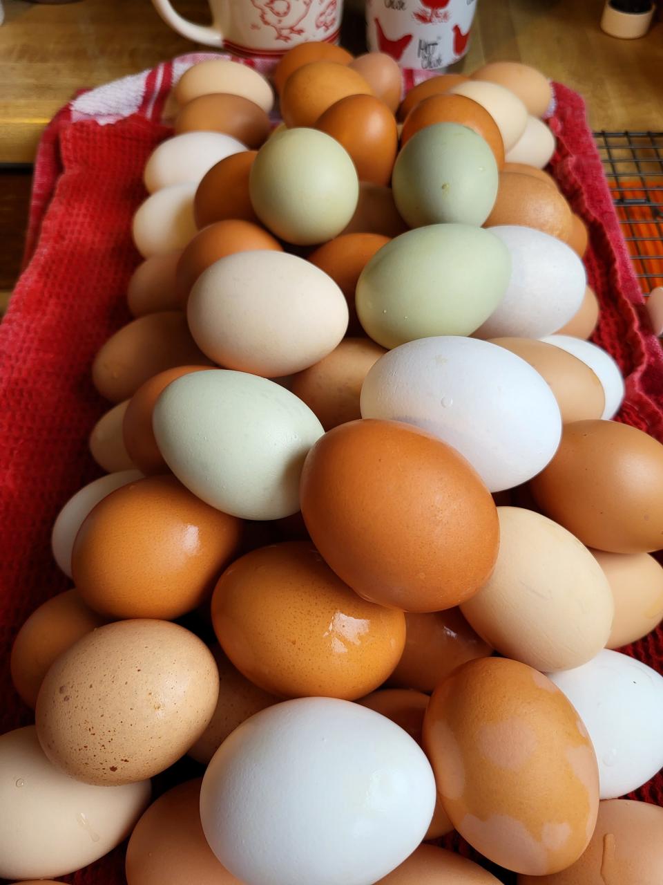 Some of the colorful eggs produced by the the Haines family's chickens in Bethlehem Township