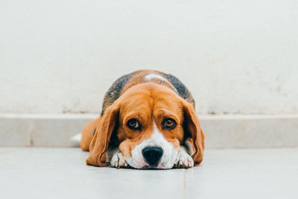 most loyal dog breeds beagle