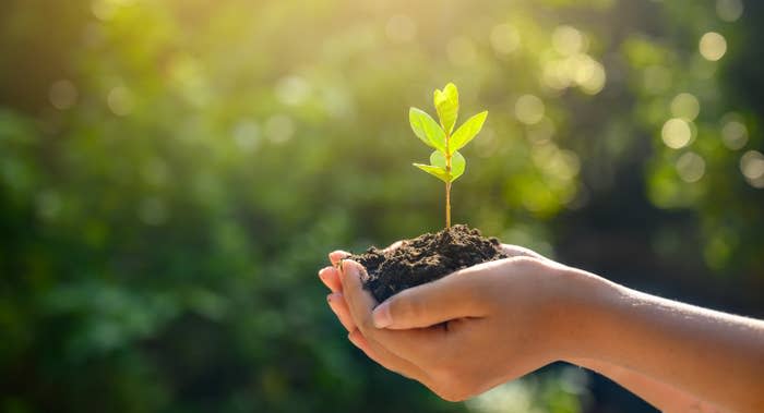 hand holding planted tree