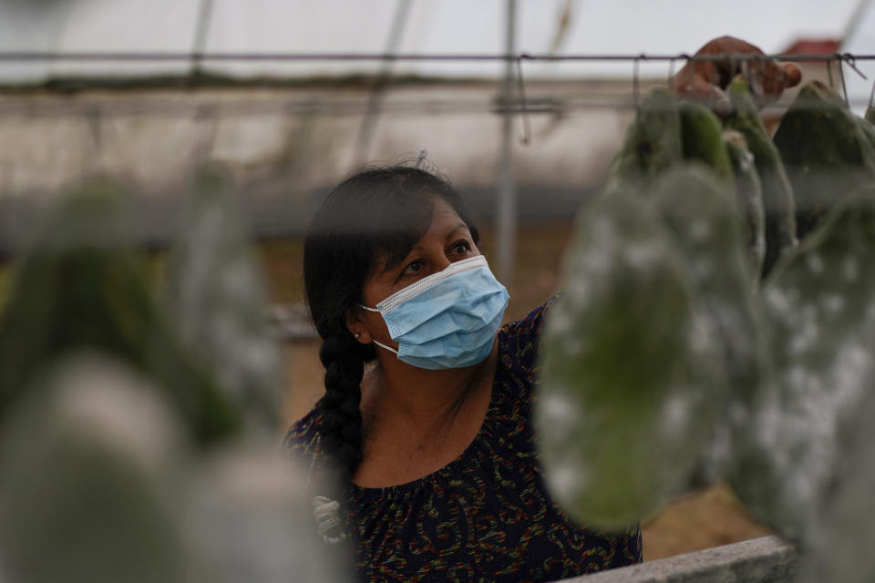 Arcelia García toma una hoja de nopal cubierta de pequeñas hembras de cochinilla que están listas para ser recolectadas para la producción de tinte de cochinilla, en el invernadero de su familia en San Francisco Tepeyacac, al este de la Ciudad de México, el 24 de agosto de 2023. Obtener el tinte a la antigua usanza es un proceso lento, tedioso y minucioso. Procede de los cuerpos triturados de las pequeñas hembras del insecto, que contienen ácido carmínico y se alimentan de las yemas del nopal. (AP Foto/Eduardo Verdugo)