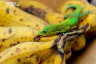 Un gecko dans des bananes hawaiennes. <br><br>Toutes les photos sur <a href="http://ngm.nationalgeographic.com/your-shot/weekly-wrapper" rel="nofollow noopener" target="_blank" data-ylk="slk:nationalgeographic.com;elm:context_link;itc:0;sec:content-canvas" class="link ">nationalgeographic.com </a>