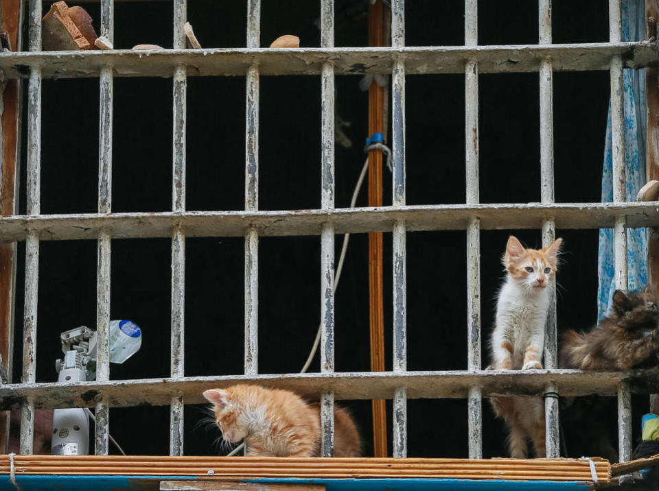 Lukyanivska detention center in Kiev gone to the felines