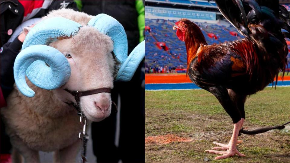 North Carolina mascot Rameses, left, and South Carolina mascot Sir Big Spur.