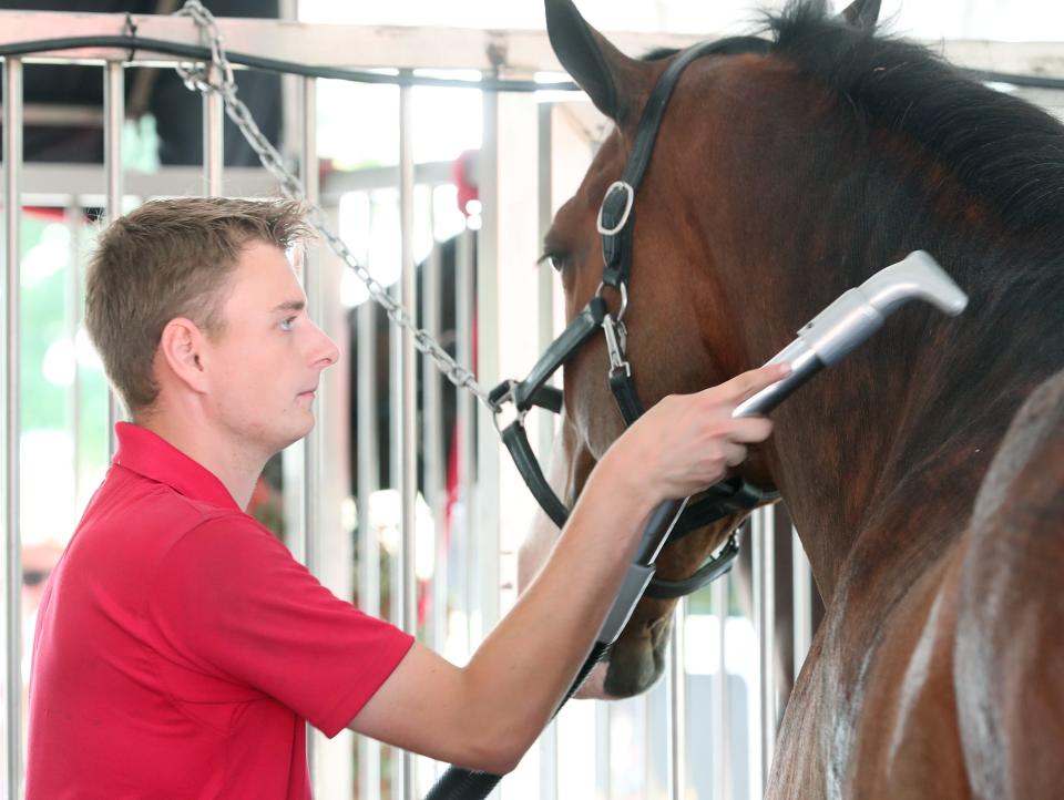 A handler uses a vacuum as he grooms one of Budweiser Clydesdales at the mobile stables at Kent State University's Stark campus in Jackson Township. The world famous horses are in town for the Pro Football Hall of Fame Enshrinement Festival.