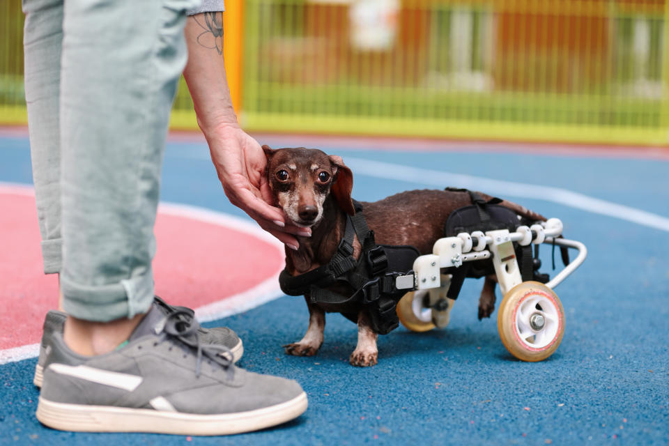 狗狗癱瘓時，身心壓力都不小，飼主的陪伴與照顧更顯重要。示意圖來源：Getty Images