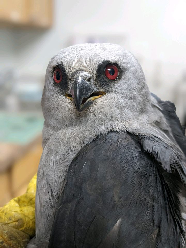 As part of the ecosystem, Mississippi kites control agricultural pests like grasshoppers, beetles, dragonflies, katydids and their favorite delicacy, cicadas.