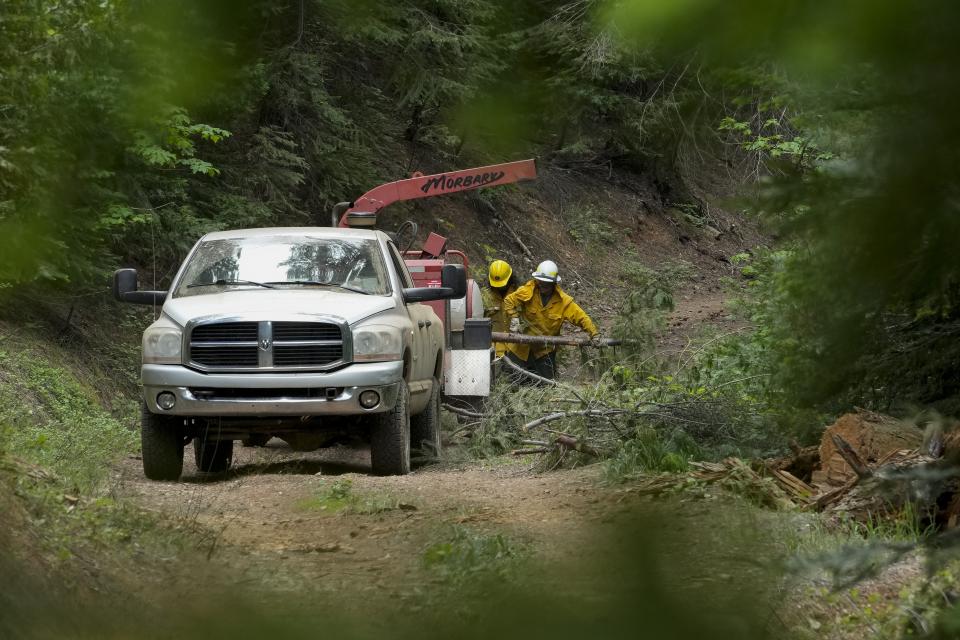 U.S. Forest Service crew members put tree branches into a wood chipper as they prepare the area for a prescribed burn in the Tahoe National Forest, Tuesday, June 6, 2023, near Downieville, Calif. By logging and burning trees and low-lying vegetation, officials hope to lessen forest fuels and keep fires that originate on federal lands from exploding through nearby cities and towns. (AP Photo/Godofredo A. Vásquez)