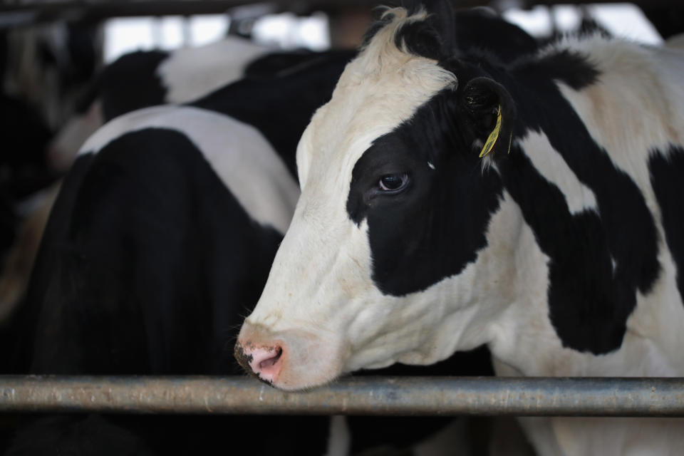 CAMBRIDGE, WI - APRIL 25:  Cows eat before being milked on Hinchley's Dairy Farm on April 25, 2017 near Cambridge, Wisconsin. President Donald Trump today tweeted "Canada has made business for our dairy farmers in Wisconsin and other border states very difficult. We will not stand for this."  (Photo by Scott Olson/Getty Images)