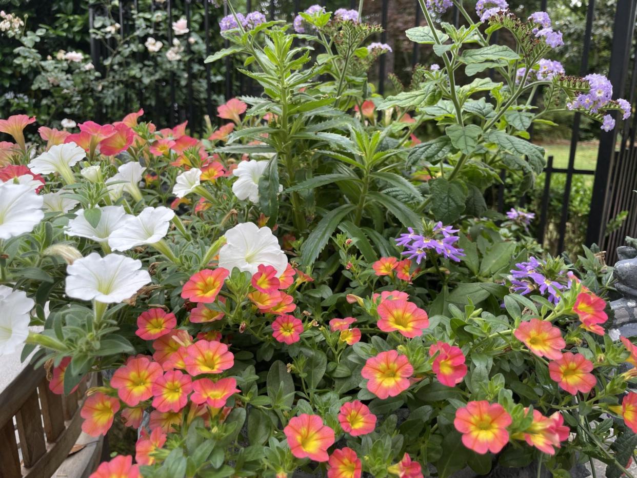 On the right side of the container seen from this angle are the identical colors but on the awarding Superbells Coral Sun calibrachoa.