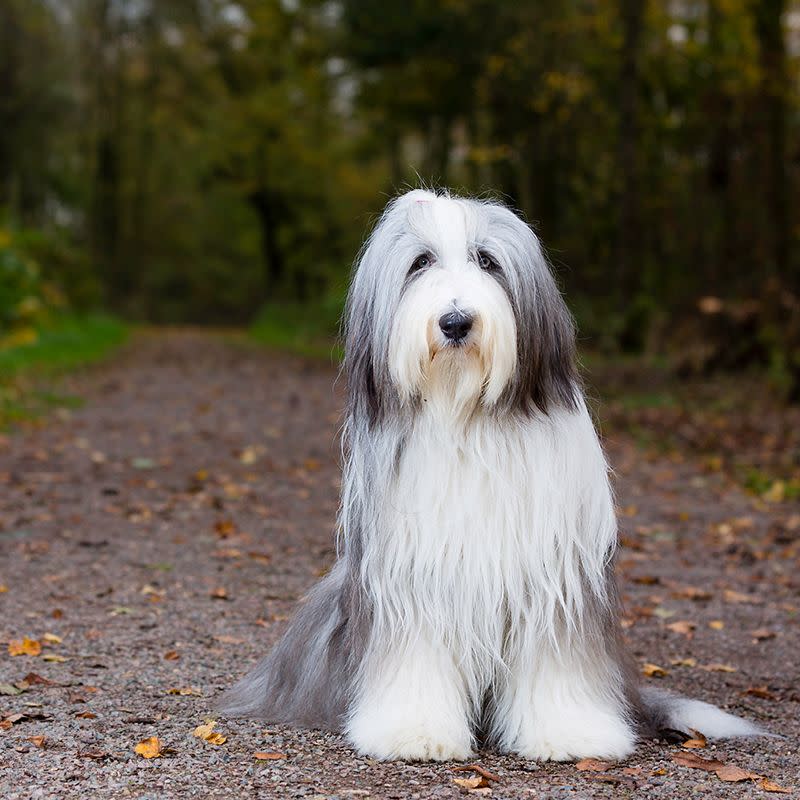 3) Old English Sheepdog